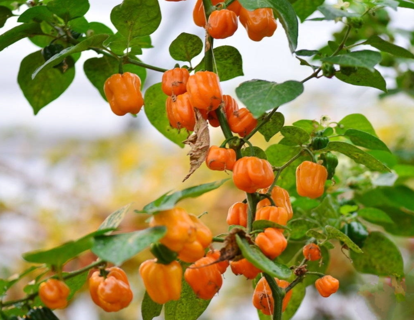 1697442107683303.png 微信截图_20230816102716.png