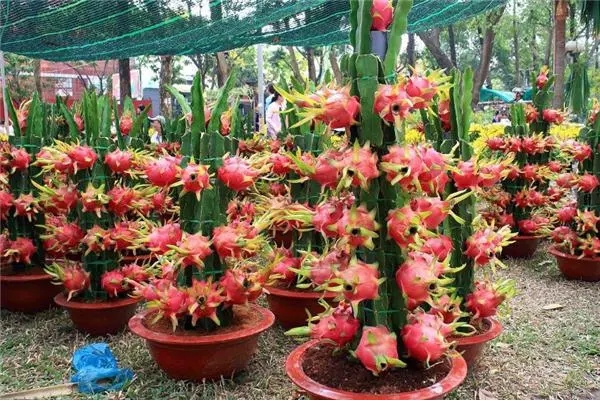 1701928980127879.png 火龙果.png