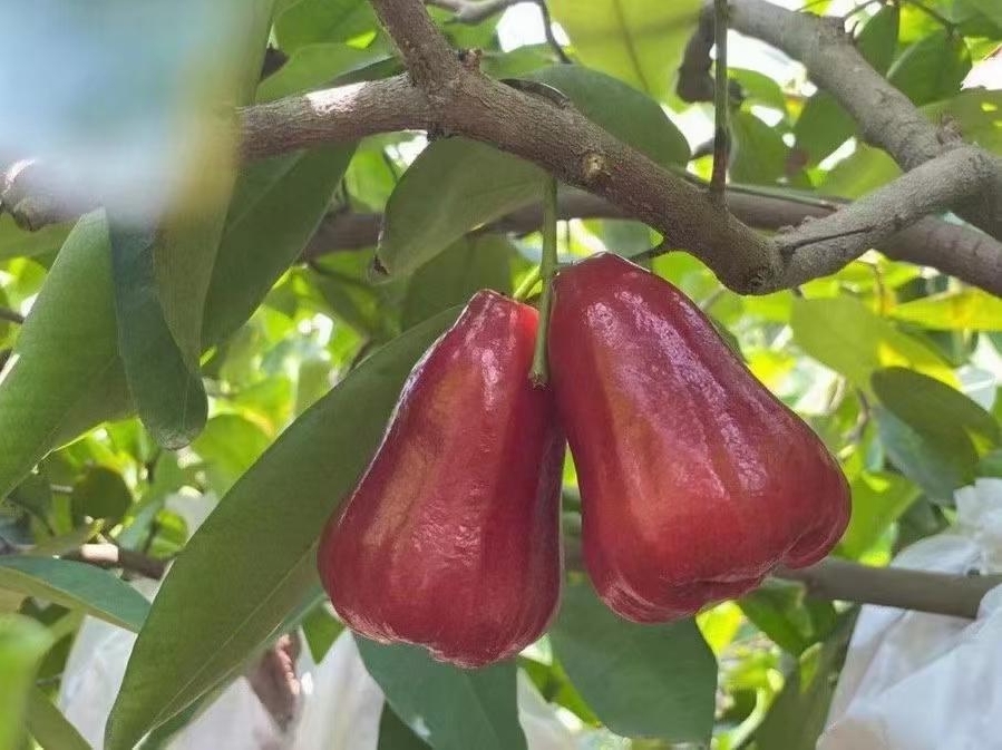 1716189279877776.png 微信截图_20240520145346.png