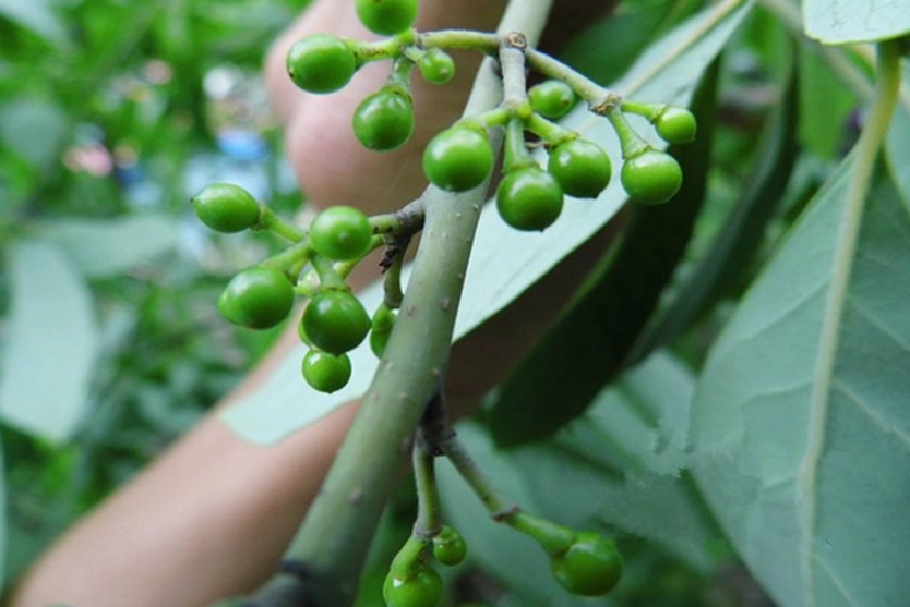 1718872093355315.png 微信截图_20240619145310.png