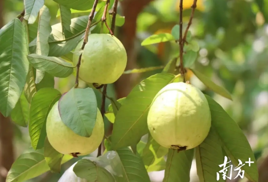 1733900778824522.png 微信截图_20241211140117.png