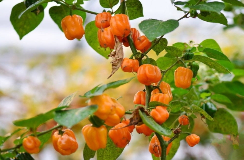 1733988186392989.png 微信截图_20241211144006.png