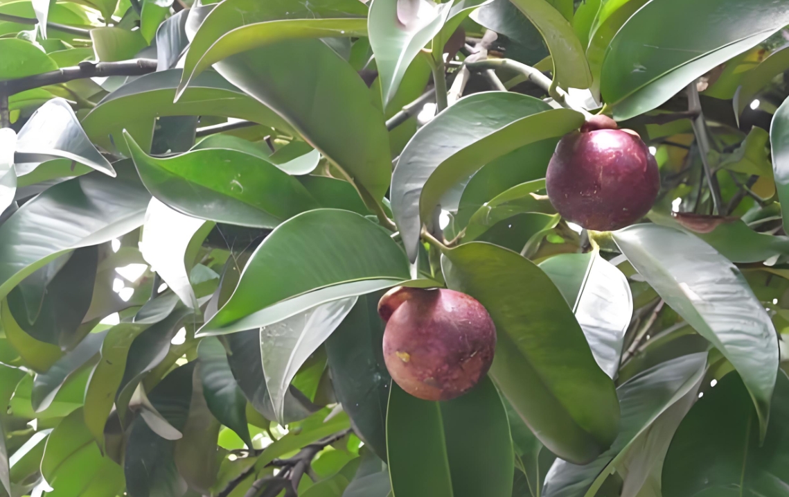 1739342785547908.png 微信截图_20250212111213.png