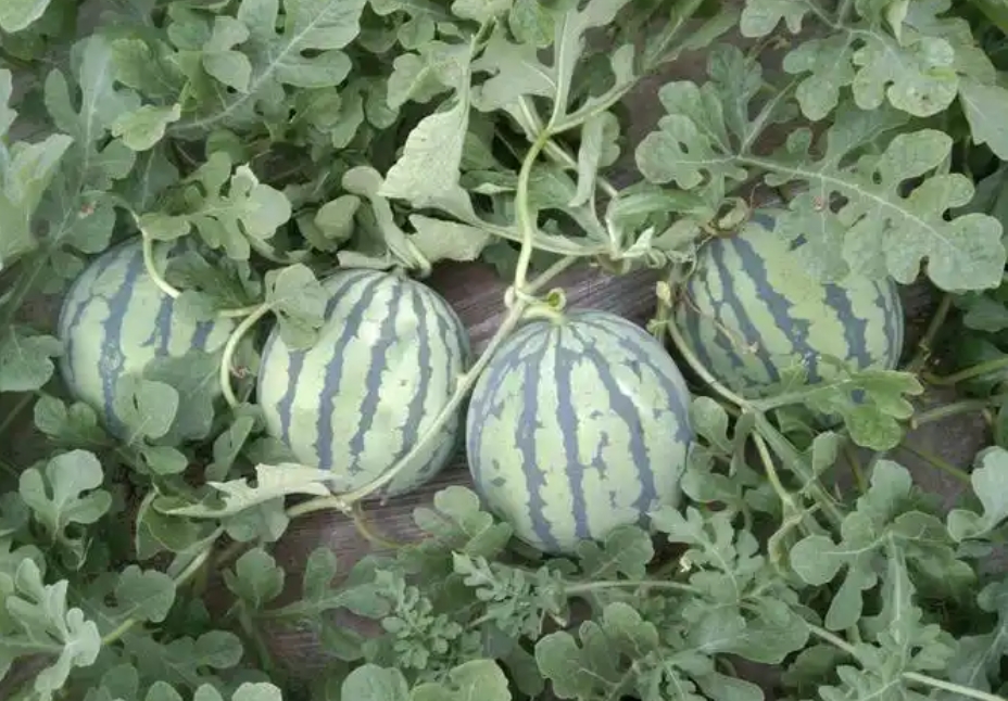 1743407279135532.png 微信截图_20250331145651.png